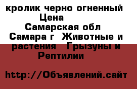 кролик черно-огненный  › Цена ­ 3 000 - Самарская обл., Самара г. Животные и растения » Грызуны и Рептилии   